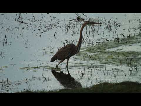 ქარცი ყანჩა - purple heron - ardea purpurea